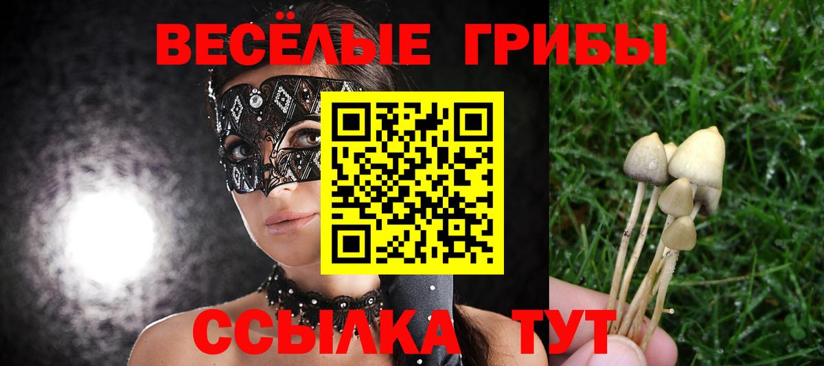 Галлюциногенные грибы Psilocybe Тимашёвск